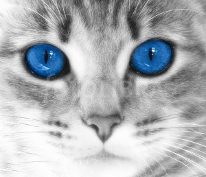 Blue Cat's Eyes Close |Up