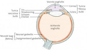 Mens oog anatomie