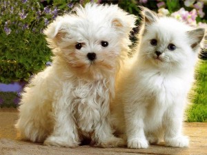 Kitten en puppy