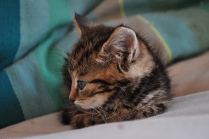 Kitten Lucy
