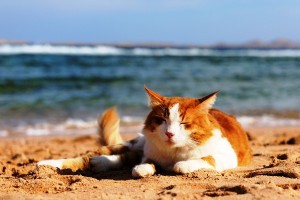 Kat op strand