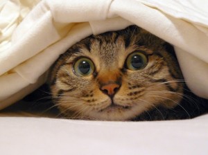 Kat verstopt