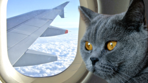 Kat vliegtuig