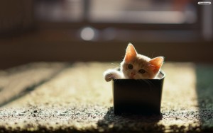 Kitten in doos
